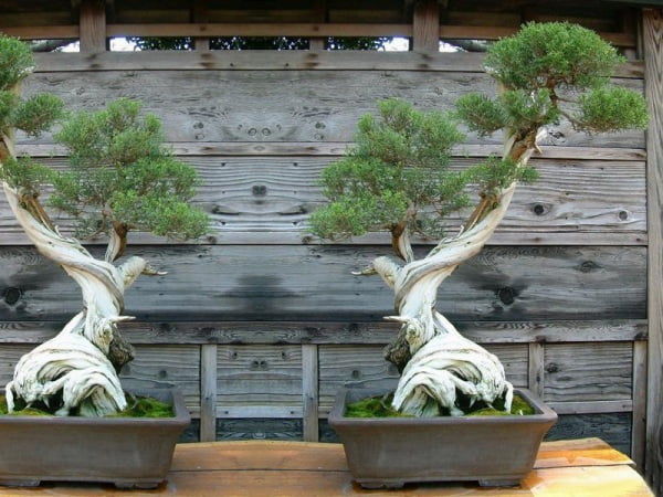 The Most Beautiful And Unique Bonsai Trees In The World-homesthetics (17)