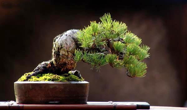 The Most Beautiful And Unique Bonsai Trees In The World-homesthetics (18)