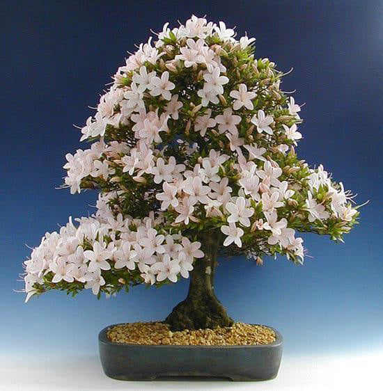 The Most Beautiful And Unique Bonsai Trees In The World-homesthetics (19)