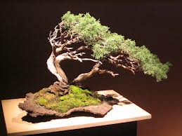 The Most Beautiful And Unique Bonsai Trees In The World-homesthetics (24)