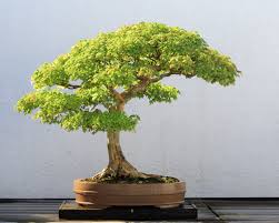 The Most Beautiful And Unique Bonsai Trees In The World-homesthetics (25)