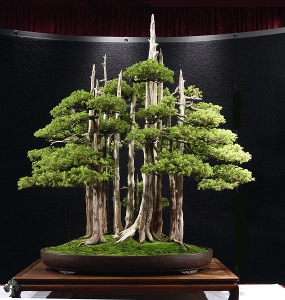 The Most Beautiful And Unique Bonsai Trees In The World-homesthetics (28)