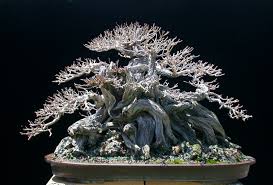 The Most Beautiful And Unique Bonsai Trees In The World-homesthetics (29)