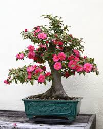 The Most Beautiful And Unique Bonsai Trees In The World-homesthetics (30)