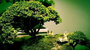 The Most Beautiful And Unique Bonsai Trees In The World-homesthetics (33)