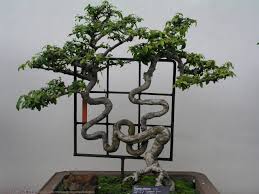 The Most Beautiful And Unique Bonsai Trees In The World-homesthetics (34)