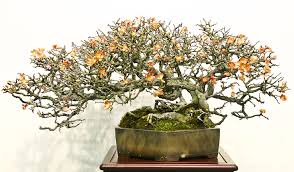 The Most Beautiful And Unique Bonsai Trees In The World-homesthetics (36)