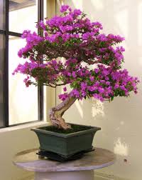 The Most Beautiful And Unique Bonsai Trees In The World-homesthetics (37)