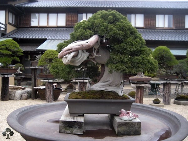 The Most Beautiful And Unique Bonsai Trees In The World-homesthetics (38)