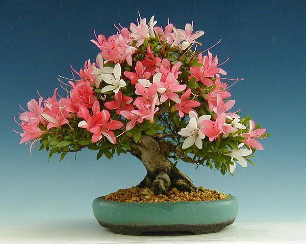 The Most Beautiful And Unique Bonsai Trees In The World-homesthetics (4)