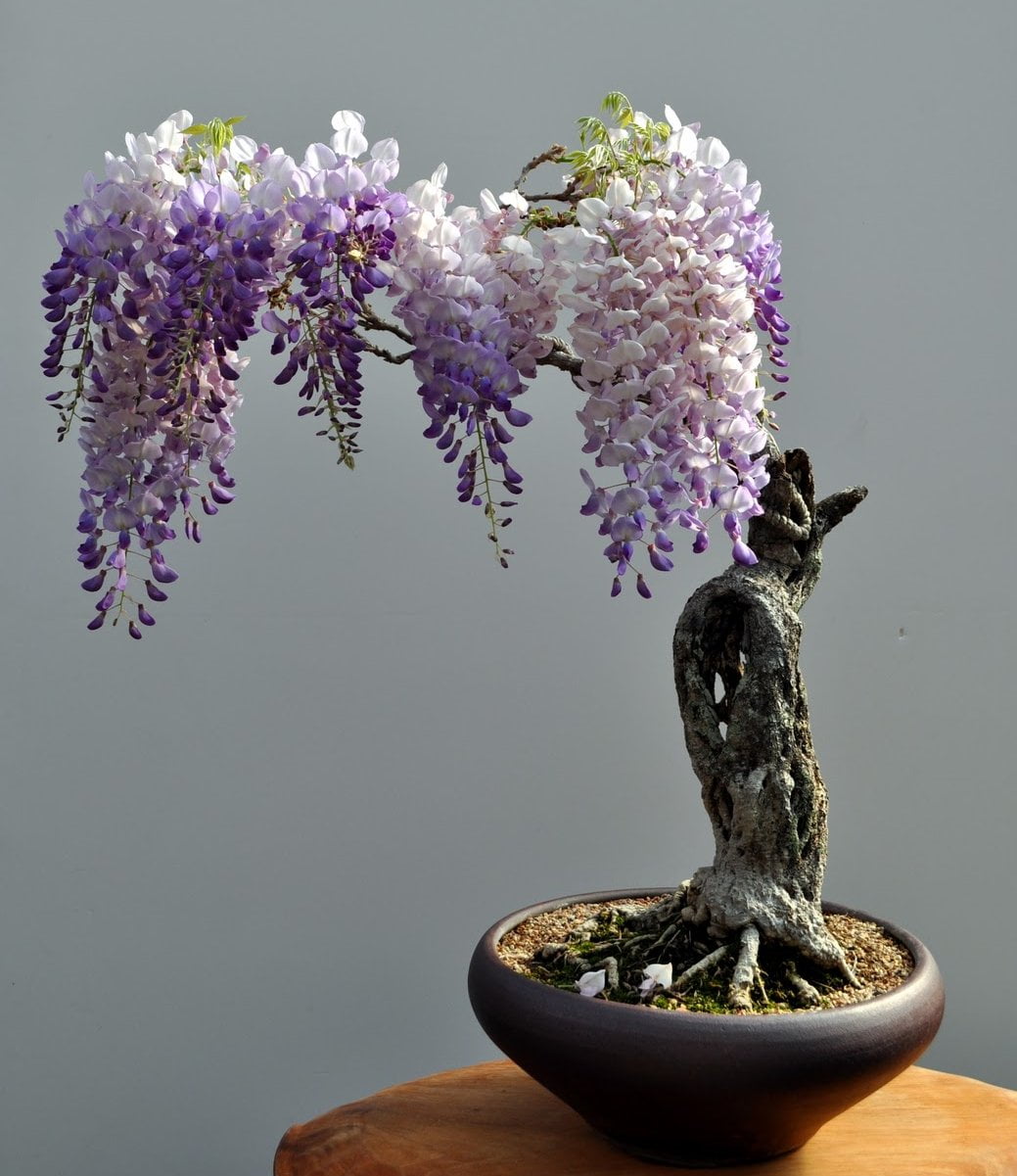 The Most Beautiful And Unique Bonsai Trees In The World-homesthetics (40)