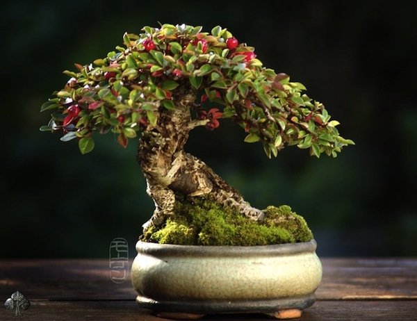 The Most Beautiful And Unique Bonsai Trees In The World-homesthetics (42)