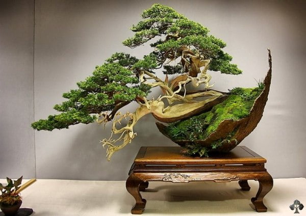The Most Beautiful And Unique Bonsai Trees In The World-homesthetics (44)