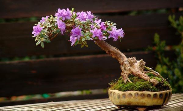 The Most Beautiful And Unique Bonsai Trees In The World-homesthetics (7)
