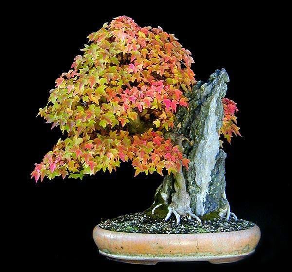 The Most Beautiful And Unique Bonsai Trees In The World-homesthetics (9)