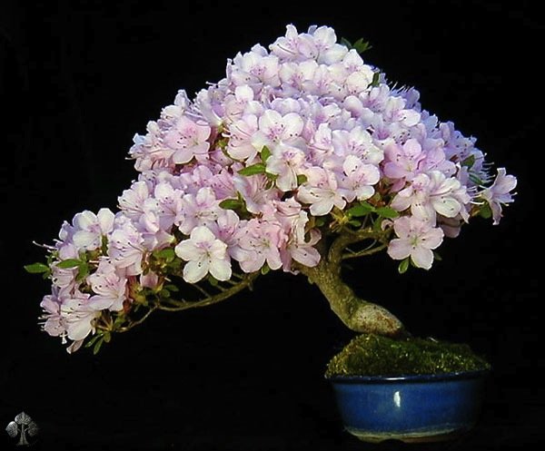 flowering-bonsai-wolfgang-beautiful bonsai