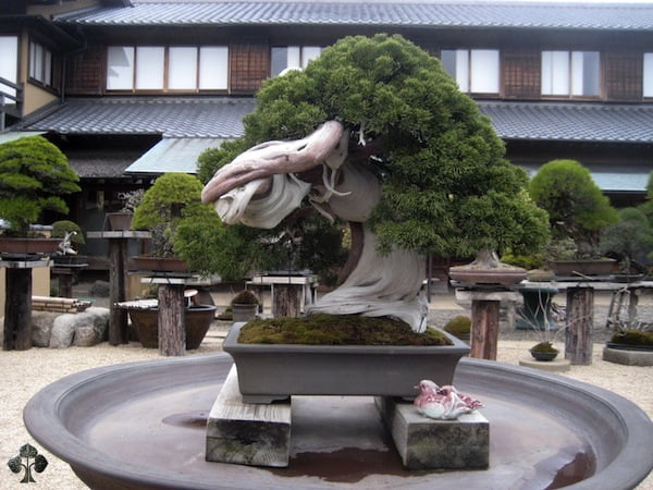 kunio-kobayashi-bonsai (1)