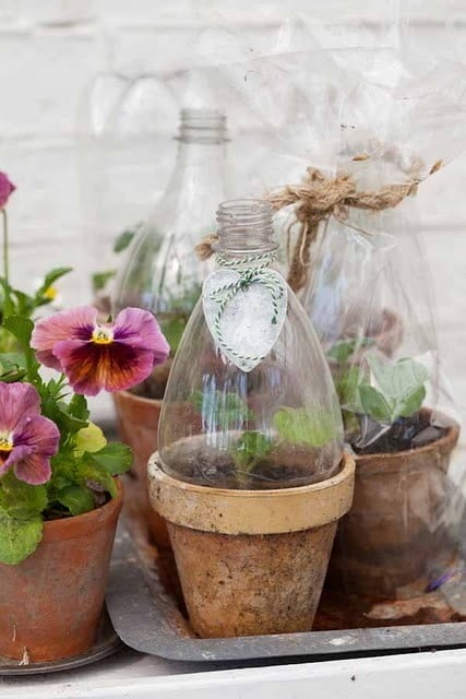 Plastic Bottle Terrariums