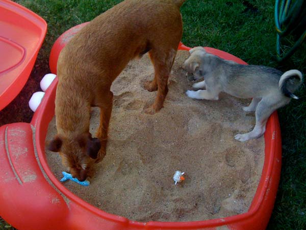 15. Small Sandbox for Pets