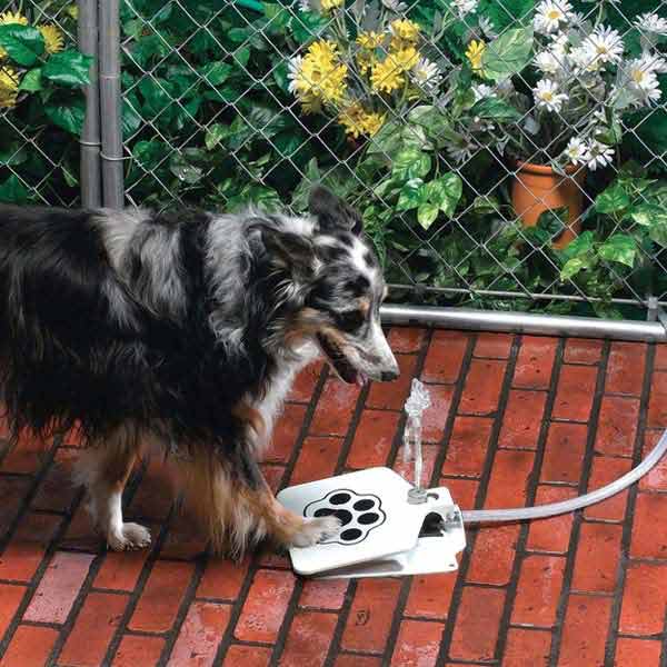 18. Dog Water Fountain Transforming an Essential a Need Into a Game