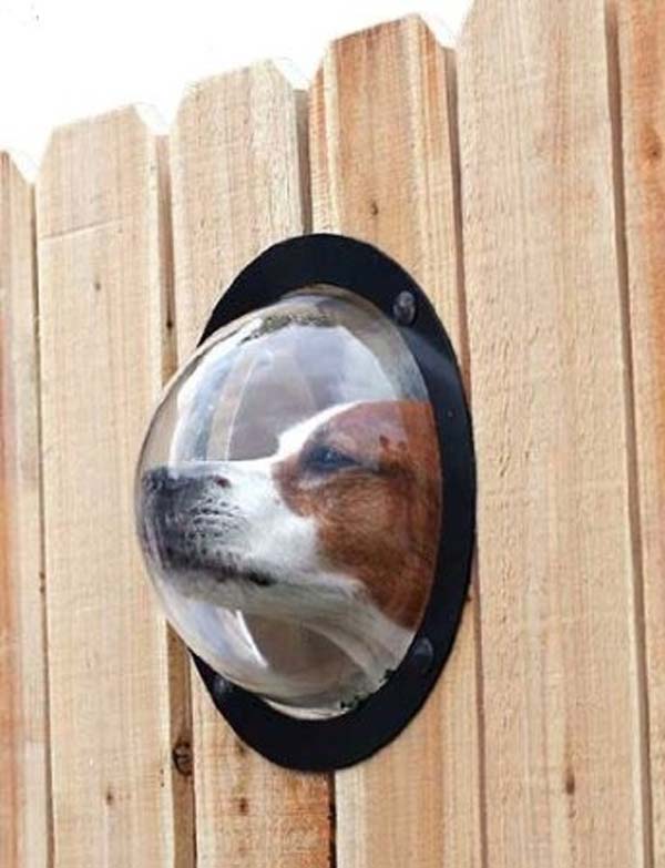 9. Pet Peek Window in The Fence