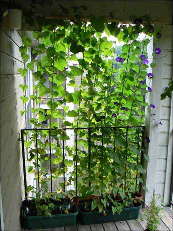 15. IMMENSE BEAUTY MATERIALIZED BY CLIMBING PLANTS IN A BALCONY