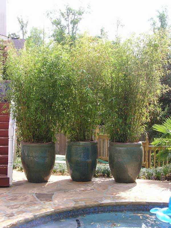 20.POTTED SCREEN REALIZED WITH BAMBOo