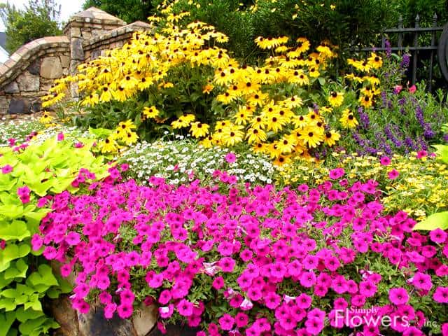 colorful small flower garden