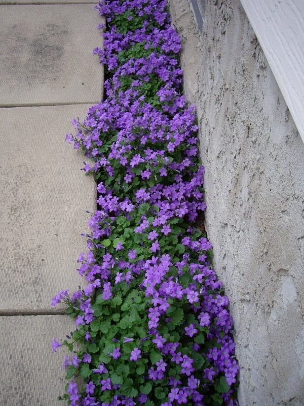 cover the ground with small flowers, Campanula portenschlagiana 