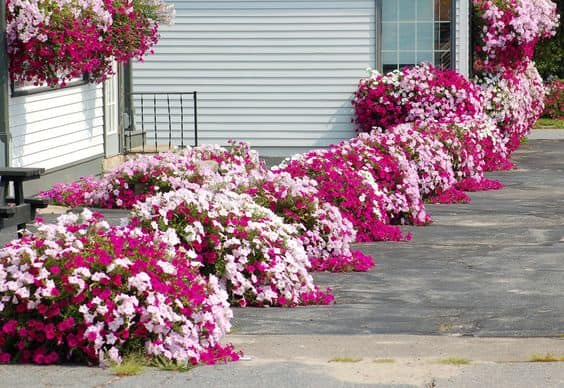 ROWS OF PETUNIAS in backyard garden