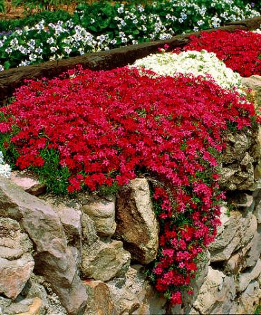 red and white mpss phlox small flowers