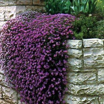 Rock cress cascading Aubrieta purple flower for small flower garden