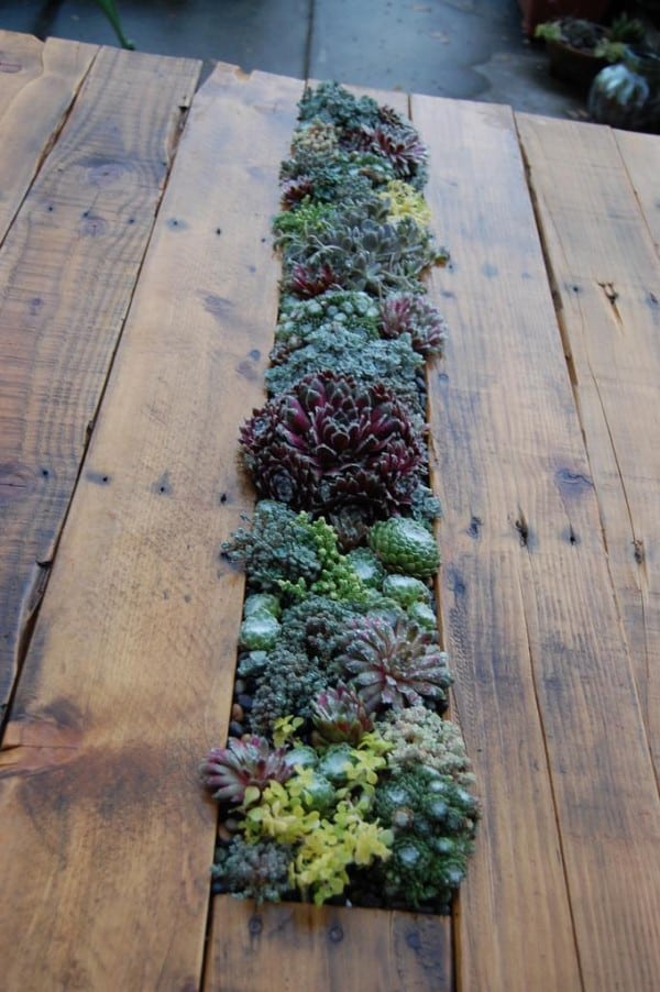 #20. Pallet SUCCULENT FILLED COFFEE TABLE
