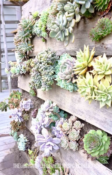 #23. THE SUCCULENT VERTICAL GARDEN