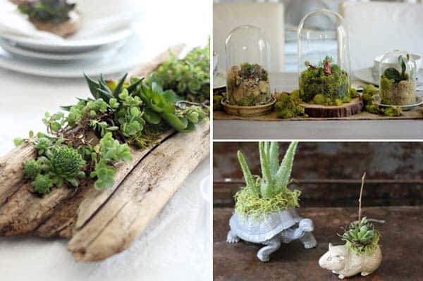 24 of The Most Beautiful Ideas on Indoor Mini Garden to Collect homesthetics (23)