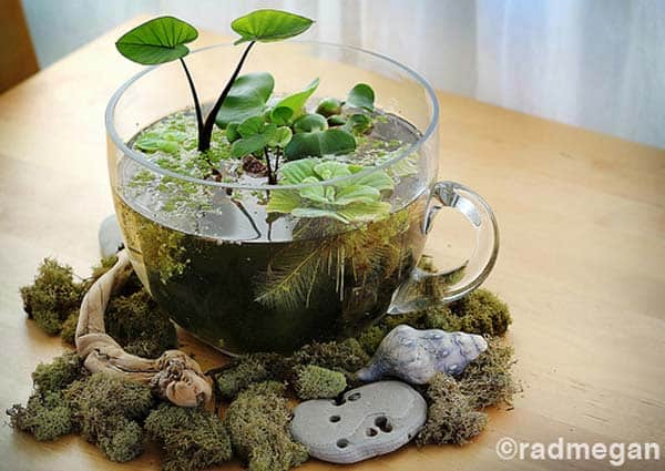 indoor miniature garden plants