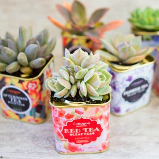 Gorgeous Succulent Planters Instantly Beautifying Your Home-homesthetics (4)