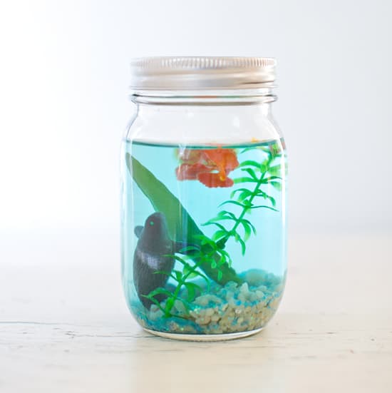 5-mason-jar-aquarium