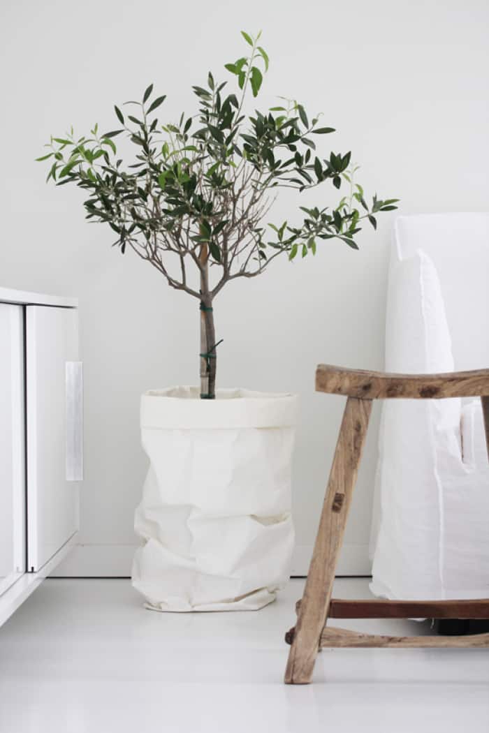 Dress up your olive tree pot in a white cloth sack