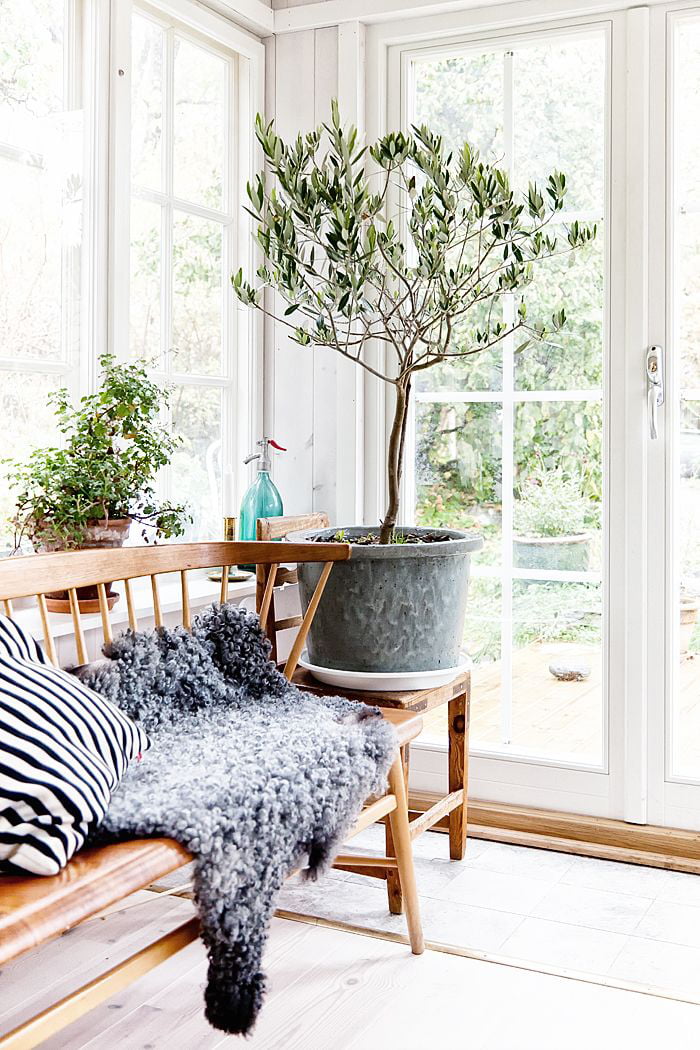Fresh Scandinavian interior decor hosting greenery and life