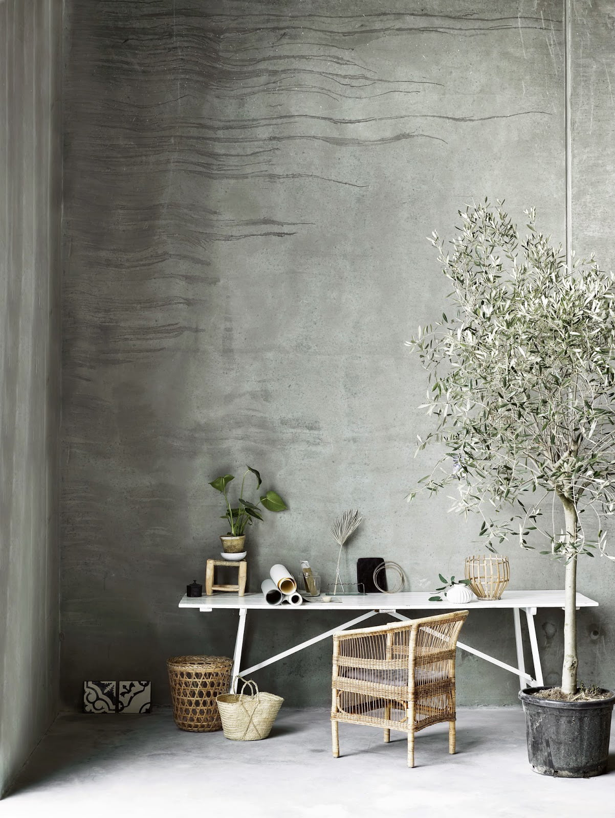 Guide To Growing Olive Trees Indoors-homesthetics (26)