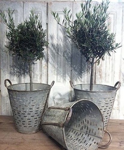 Galvanized buckets and the olive green will make a wonderful contrast