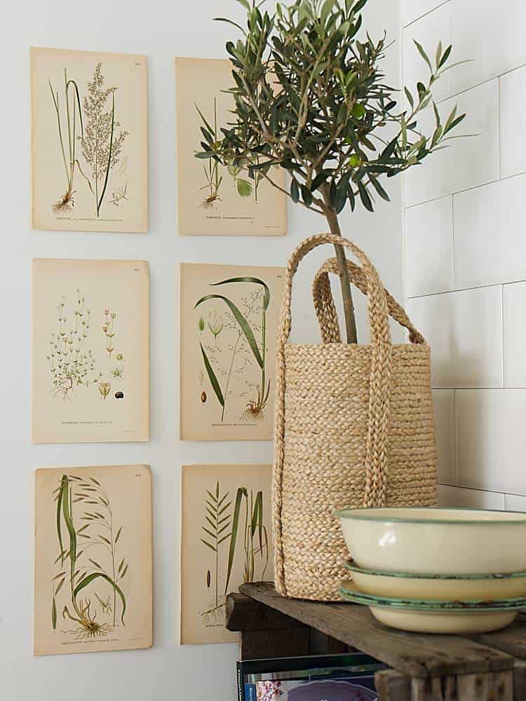 Pastel tones and old plants illustrations are completed with a wicker basket containing the delicate olive tree 