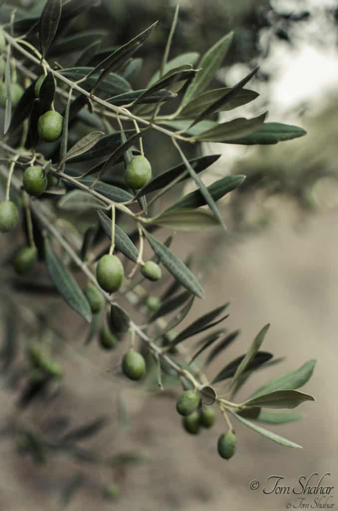 Guide To Growing Olive Trees Indoors-homesthetics (33)