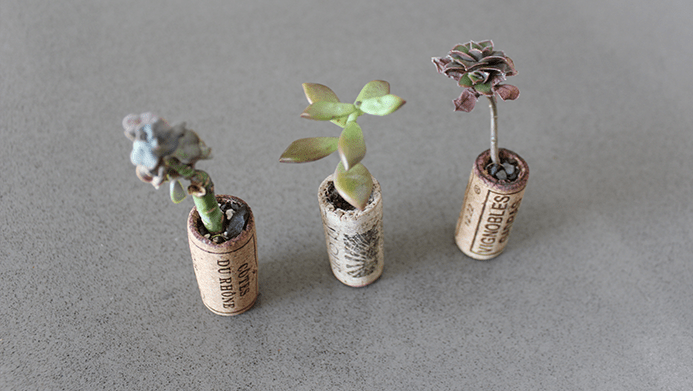REMEMBER TO WATER RARELY THE SUCCULENTS TO PREVENT ROTTING OF THE ROOTS AND OF THE CORK PLANTER AS WELL