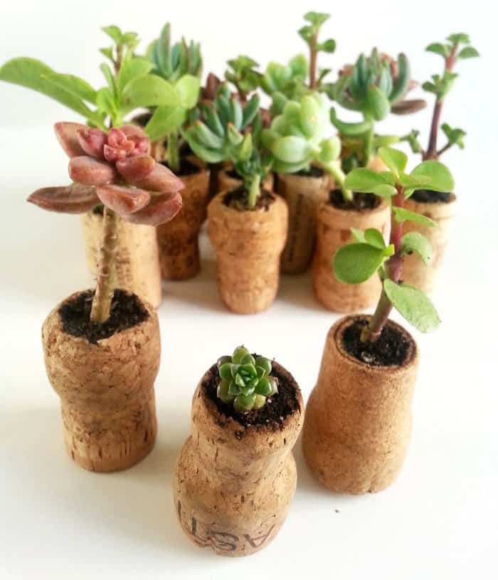 SAVE UP CORKS IN DIFFERENT SIZES AND SHAPES