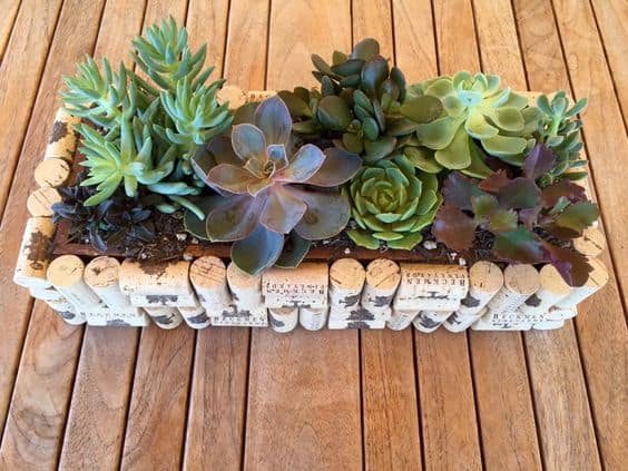 NESTLE SUCCULENTS IN YOUR CORK PLANTER CREATION
