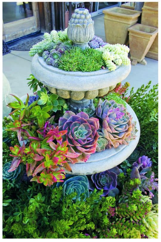 COLORFUL SUCCULENTS curb appeal