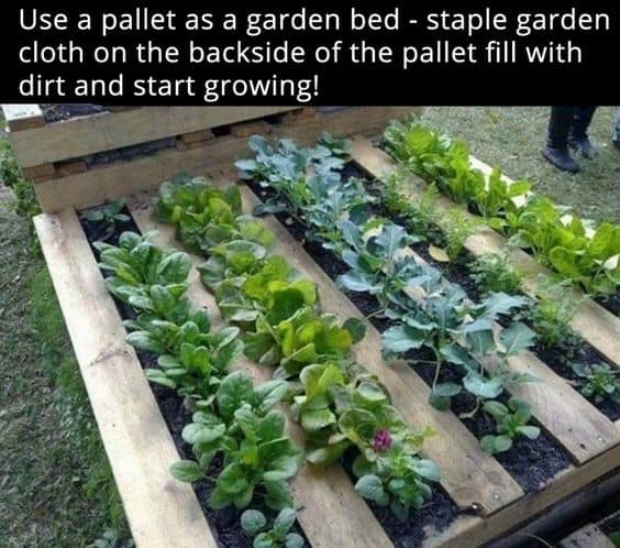 31. MINI VEGETABLE FARM - PALLET GARDEN