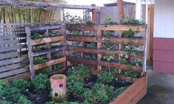 32. BUDDING PALLET GARDEN